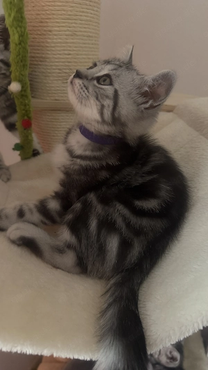 Katzen Baby  Bkh  Bild 5