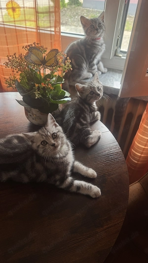 Katzen Baby  Bkh 