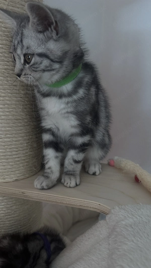 Katzen Baby  Bkh  Bild 6