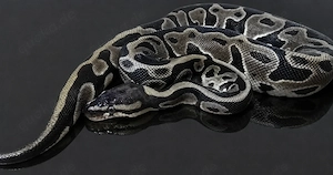 0.1 Leopard het. Clown ( Königspython   Python regius )