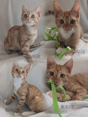 *Katzen   Kater  Kitten  Kätzchen *zu verkaufen 