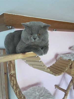 BKH Deckkater
