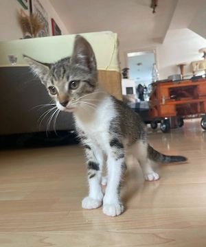 Geschwister Kitten BKH EKH 3 Monate