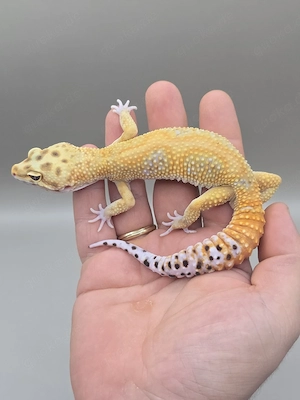 Leopardgecko 1.0 Clown Red Diamond het Tremper 