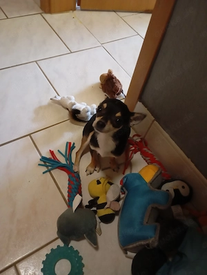 Kleine süße Chihuahua 1 Jahr alt 