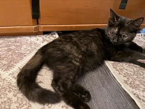    4 Monate alter BKH Scottish Mix katze sucht ein liebevolles Zuhause   