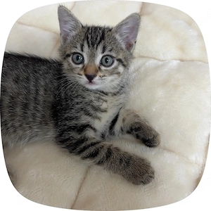 baby katzenmädchen