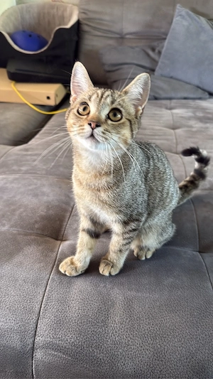bkh mix kitten 