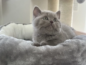 Wunderschönen BKH Kitten, letztes Mädchen in der Farbe lilac, Stammbaum, seriöse Hobbyzucht