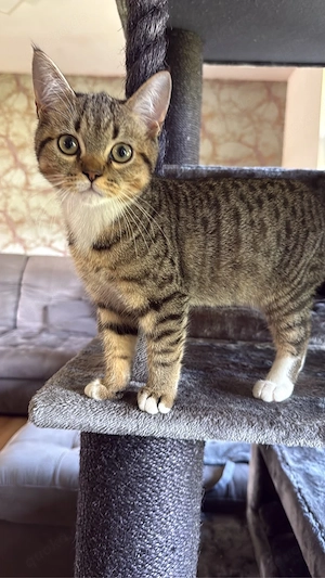 Katzenbabys