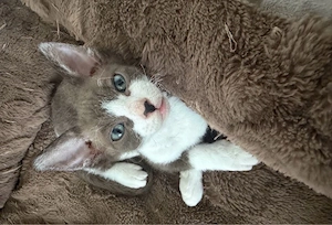 Velour Sphynx Kitten