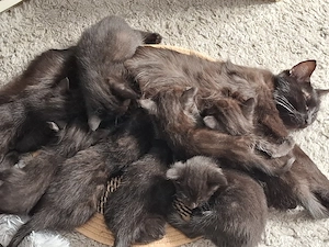 katzenbabys