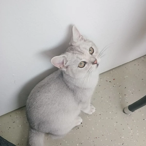 BKH Kater ist noch frei.(4 Monate alt)