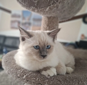 Heilige Birma Kitten, abgabebereit 