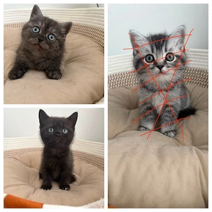 BKH  Kitten 