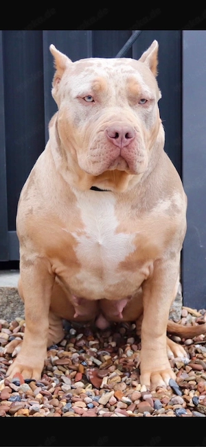 American Bully XL