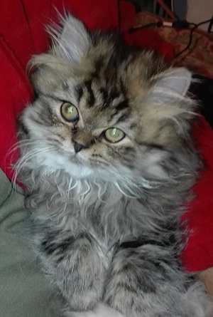  Reinrassige Perserkitten, Perserkätzchen, Perserbaby Perserkatzen, . Bild 3