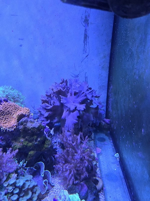 Ohrenlederkoralle Meerwasser Salzwasser Aquarium Koralle