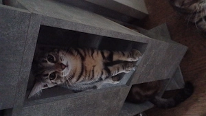 Bayby katzen 