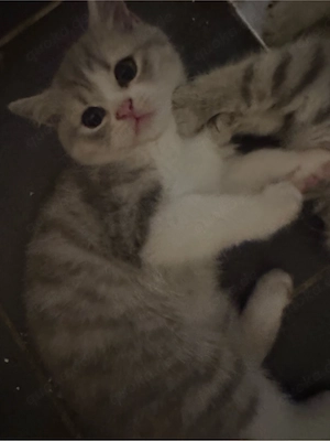 bkh katze 