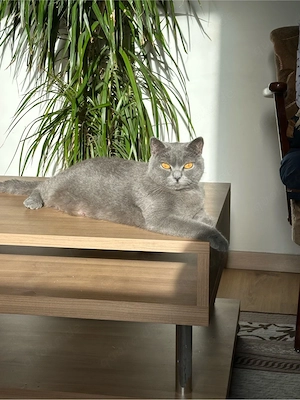 Wunderschöne BKH-Katze in Grau sucht neues Zuhause