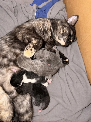     Katzenbabys aus liebevoller Aufzucht abzugeben   Bild 4