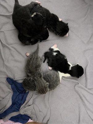     Katzenbabys aus liebevoller Aufzucht abzugeben  