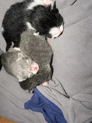     Katzenbabys aus liebevoller Aufzucht abzugeben   Bild 5