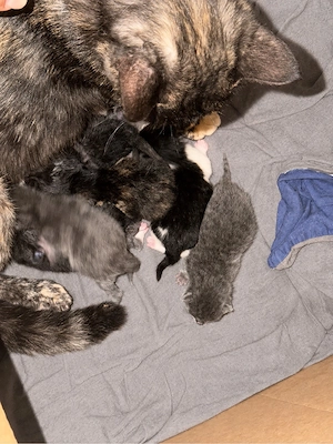     Katzenbabys aus liebevoller Aufzucht abzugeben   Bild 2