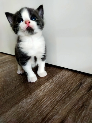 Babykatze Weibchen Reserviert  Bild 3