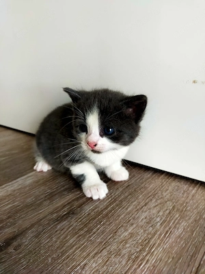 Babykatze Weibchen Reserviert  Bild 2