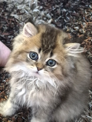 Goldener Perser-Chinchilla Kater T:01749810317 WhatsApp 