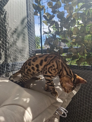 Bengalkitten Bild 5