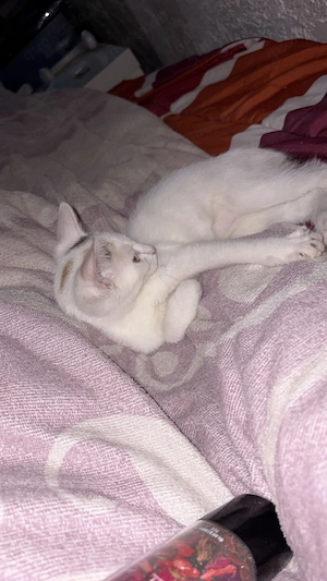 Katzen zu herr geben 