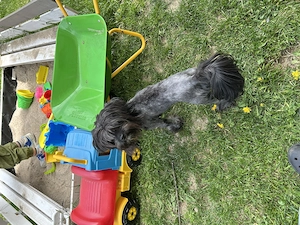 Jorkie Mix Hündin sucht ihr für immer zuhause  Bild 2