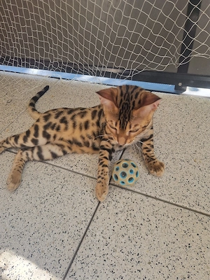 Bengalkitten Bild 8