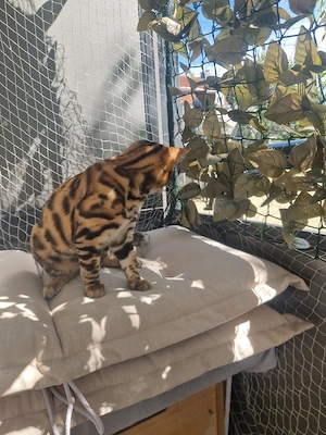 Bengalkitten Bild 7