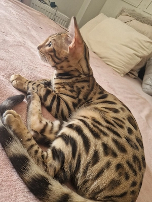 Bengalkitten Bild 3