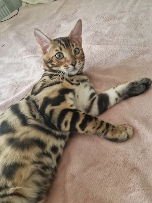 Bengalkitten