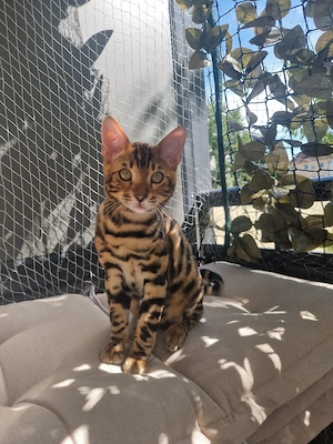 Bengalkitten Bild 4