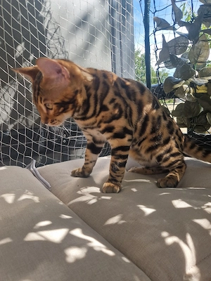 Bengalkitten Bild 6