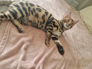 Bengal Kater 