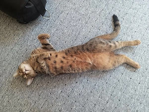 Hauskatze 