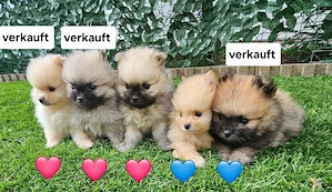 Welpen zu verkaufen