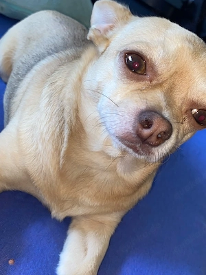 chihuahua rüde