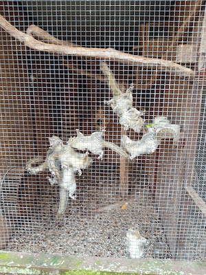 Chinesische Baumstreifenhörnchen