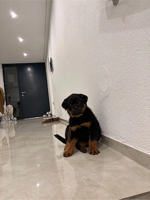 Rottweiler Rüde 9 Wochen 