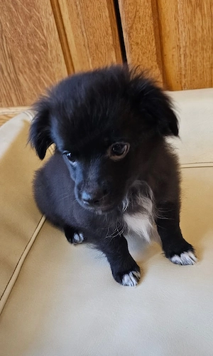 Toy Australian Shepherd Mops Mix Papillon 