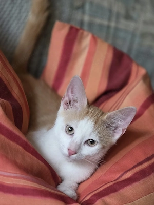 Katzen babys