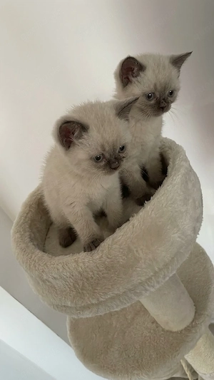 2 BKH-Kater suchen ein liebevolles Zuhause